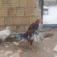 خروس لاری