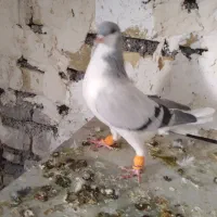 بدرنگ نر  جوان پر آخر|پرنده|تاکستان, |دیوار