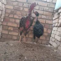 خروس و مرغ|حیوانات مزرعه|تربت جام, المهدی|دیوار
