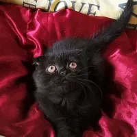 کوچولوهای شیراز کت|گربه|عسلویه, |دیوار