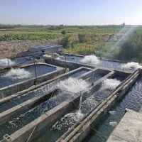 کارگر تمام وقت پرورش ماهی