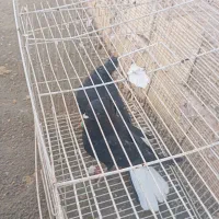 داغ دم سفید