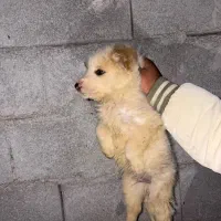 توله آلابای|سگ|شاهرود, |دیوار