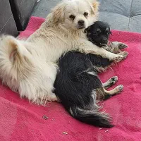 سگ گم شده پامر اشپیتز