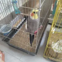 عروس هلندی  جوجه عروس جوجه کتوله