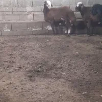 ۳ هدد بره نر همو