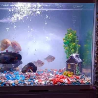 آکواریوم شیشه خم خارجی باتمام لوازم