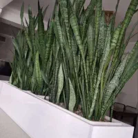 باکس گلدان و گلدان
