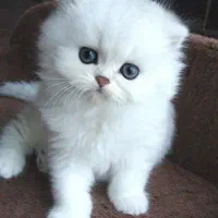 گربه با چهره‌های بانمک و تربیت فوق‌العاده