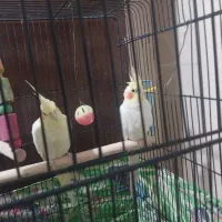 یک جفت هلندی|پرنده|تهران, مقدم|دیوار