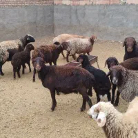 میش|حیوانات مزرعه|سبزوار, کاشفی شمالی (دادگستری)|دیوار