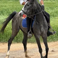 اسب کرد،مادیان ۵ ساله کره سردار پورقاضی