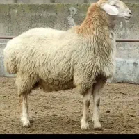 قوچ و بره نر هترو|حیوانات مزرعه|اردبیل, |دیوار