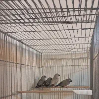 فنچ زبرا و بنگالی|پرنده|کرج, شهرک امام رضا (ع)|دیوار