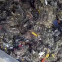 پرز و لایکو