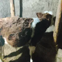 گاو سیمیتا نر