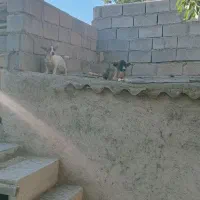 واگذاری یک عدد توله|سگ|آذرشهر, |دیوار