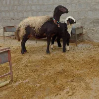 میش بره افشاری