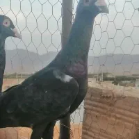 کبوتر