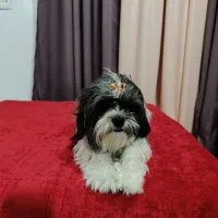 سگ شیتزوپیداشده