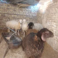 فروش چهار گوسفند