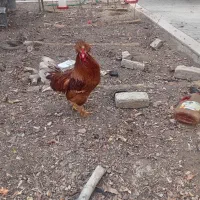 سلطان عثمانی، برهما، لهستانی