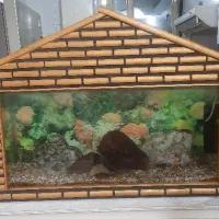 فروش آکواریوم و سنگ هاش و ماهی