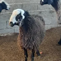 بره قوچ چال|حیوانات مزرعه|رزن, |دیوار