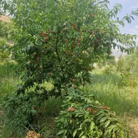 ۲۰۰۰ متر باغ|فروش دفتر صنعتی، کشاورزی، تجاری|خزل, |دیوار