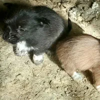 پاکوتاه|سگ|انگوران, |دیوار