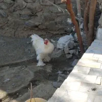 مرغ خروس برهما قشنگ