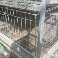 قفس مرغ تخمگذار