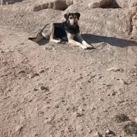 سگ نگهبان|سگ|قوچان, |دیوار