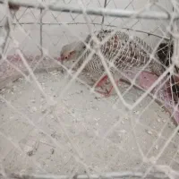 مرغ محلی معاوضه با مرغ و خروس هم میکنم