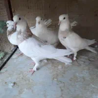فروش کبوتر