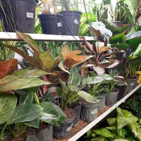 گل آپارتمانی مناسب روز مادر