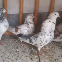 تهرانی پرشی