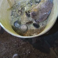 مرغ با ۷ عدد جوجه یکروزه