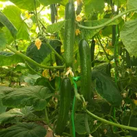 بذرخیارگلخانه