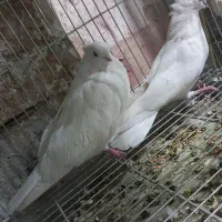 کبوتر تهرانی|پرنده|خمینیشهر, |دیوار