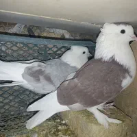 پلاکی|پرنده|اصفهان, گورت|دیوار