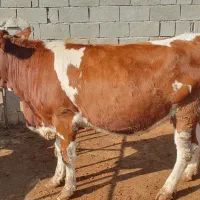 گاو ابستن سنگین