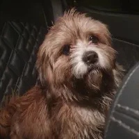 سگ پا کوتاه آستارا