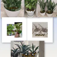 گلها همراه با گلدون فروشی