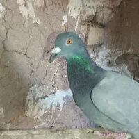 کبوتر خطی|پرنده|دشتابی, |دیوار