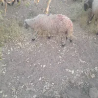 میش محلی معاوضه ای