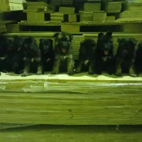 ژرمن شپرد اصیل