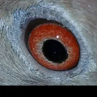 دو عدد کبوتر