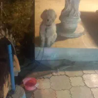 سگ ب|سگ|خلخال, |دیوار