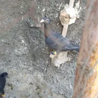 لاکی نر قلدر